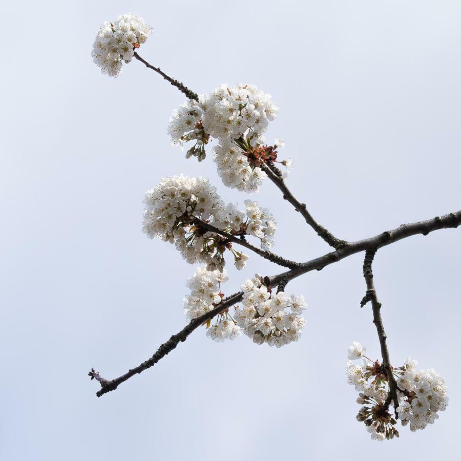Onder De Kersenboom Hilversum Exterior foto